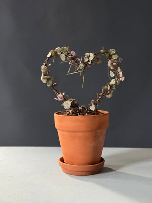 Variegated String of Hearts Topiary
