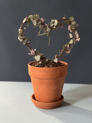 Variegated String of Hearts Topiary