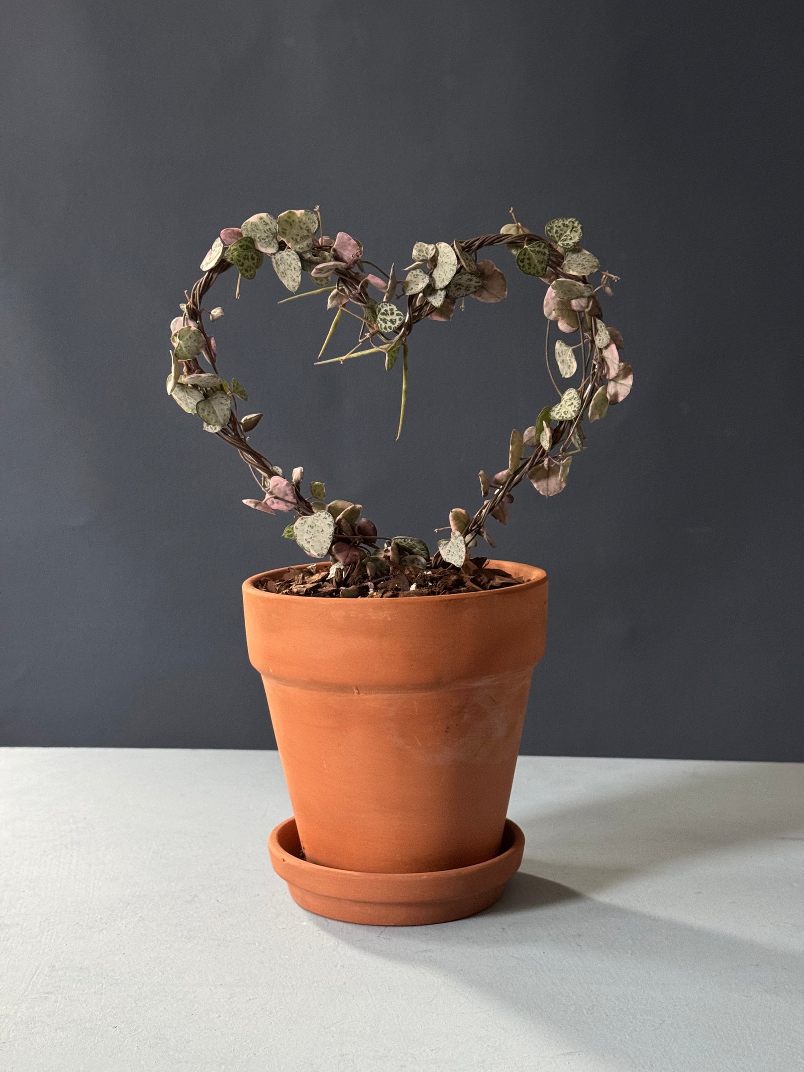 Variegated String of Hearts Topiary