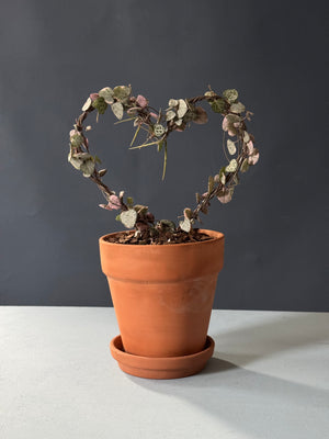 Variegated String of Hearts Topiary