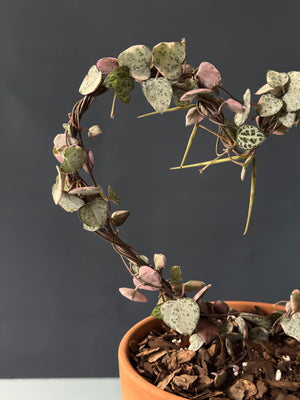 Variegated String of Hearts Topiary