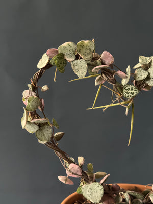 Variegated String of Hearts Topiary