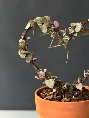 Variegated String of Hearts Topiary
