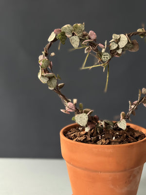 Variegated String of Hearts Topiary