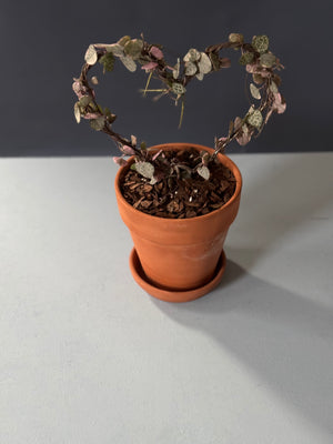 Variegated String of Hearts Topiary