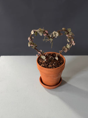 Variegated String of Hearts Topiary