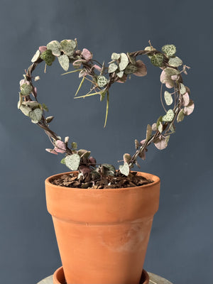 Variegated String of Hearts Topiary