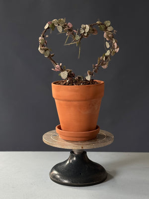 Variegated String of Hearts Topiary