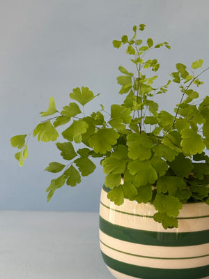 Striped Fern