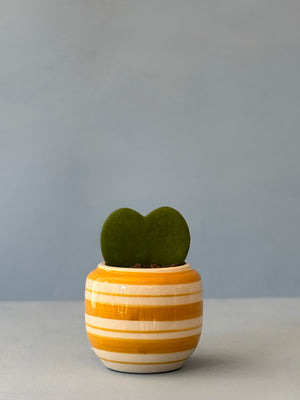 Striped Hoya Heart