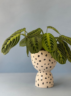 Dotty Lemon Lime Maranta