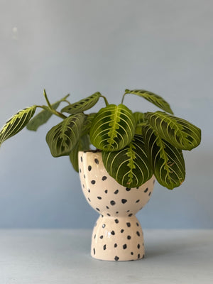 Dotty Lemon Lime Maranta