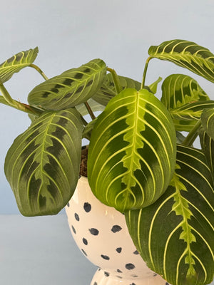 Dotty Lemon Lime Maranta