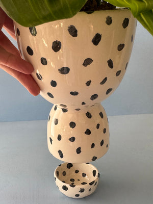 Dotty Lemon Lime Maranta