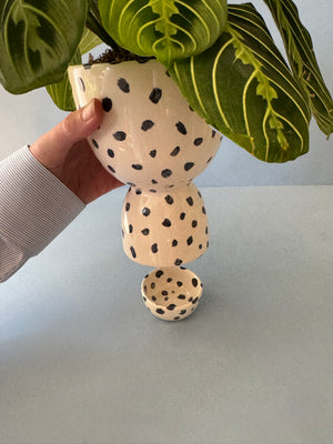 Dotty Lemon Lime Maranta