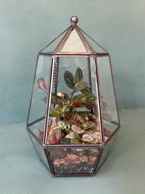 Elegant Terrarium