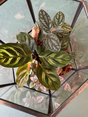 Elegant Terrarium