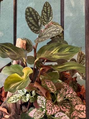Elegant Terrarium