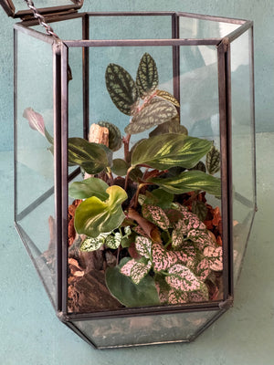 Elegant Terrarium