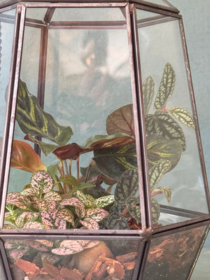 Elegant Terrarium