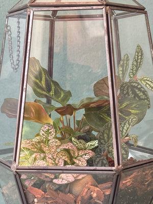 Elegant Terrarium