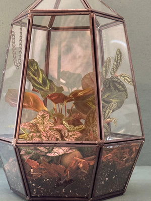 Elegant Terrarium