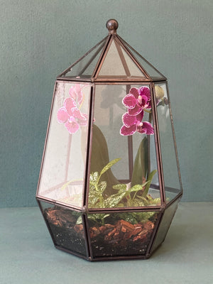 Orchid Terrarium