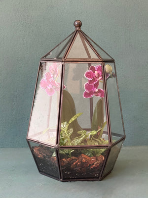Orchid Terrarium