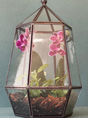 Orchid Terrarium