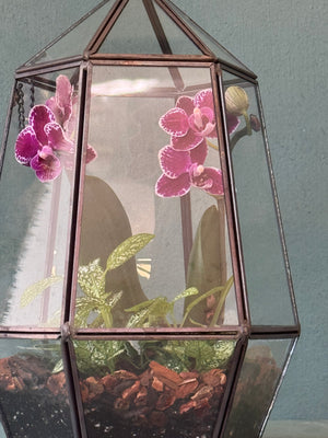 Orchid Terrarium