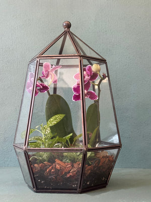 Orchid Terrarium