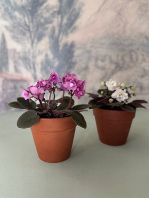 Mini African Violet