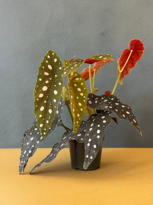 Polka Dot Begonia, 4in