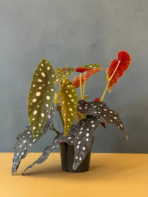 Polka Dot Begonia, 4in