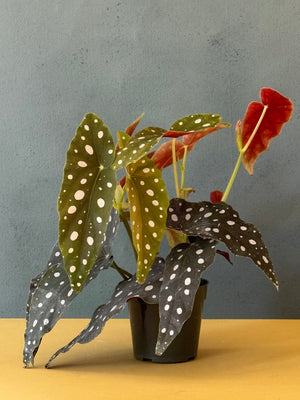 Polka Dot Begonia, 4in