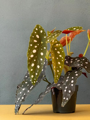 Polka Dot Begonia, 4in
