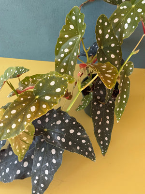 Polka Dot Begonia, 4in