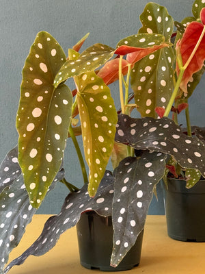 Polka Dot Begonia, 4in