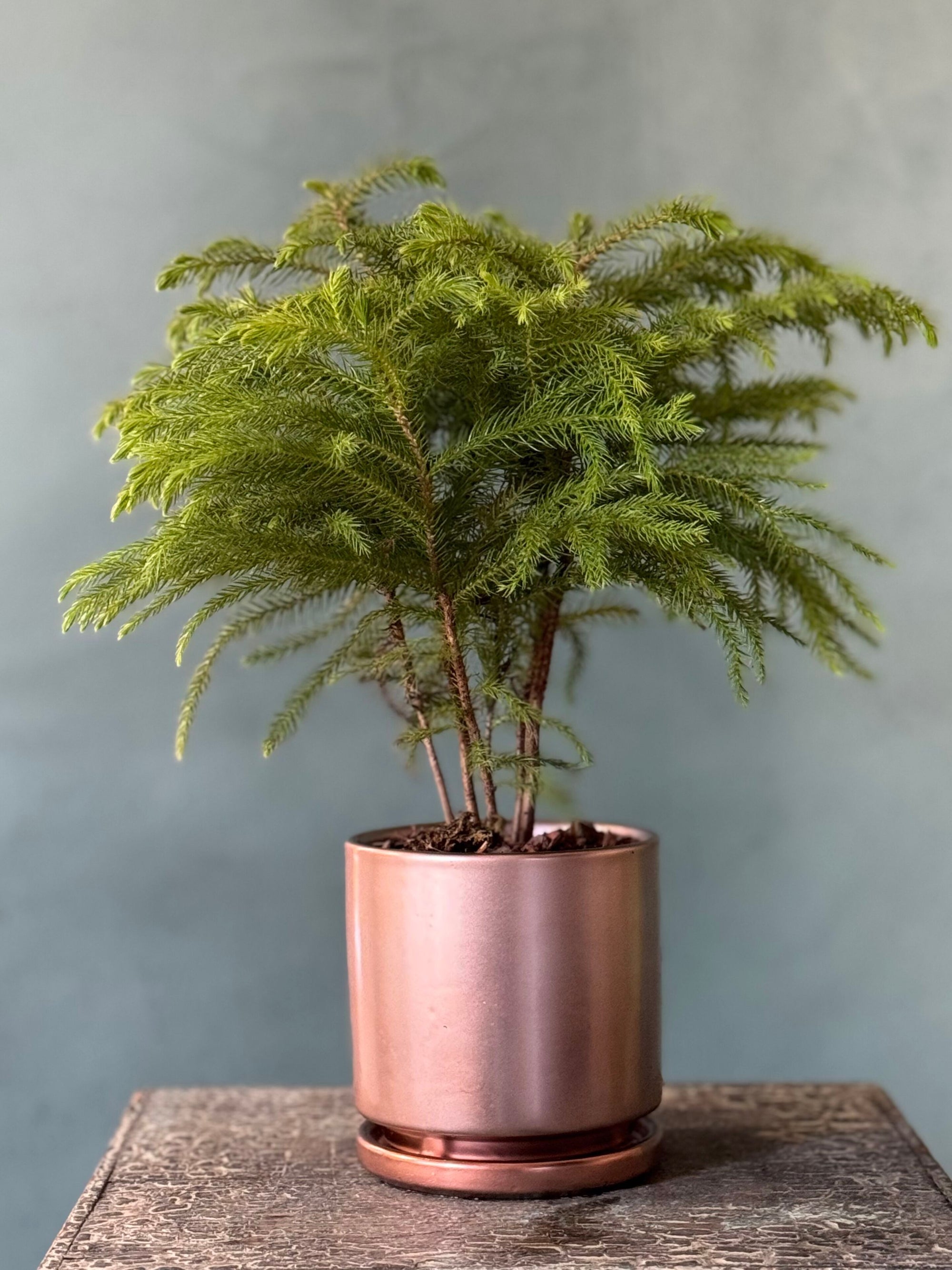 Rose Gold Pine