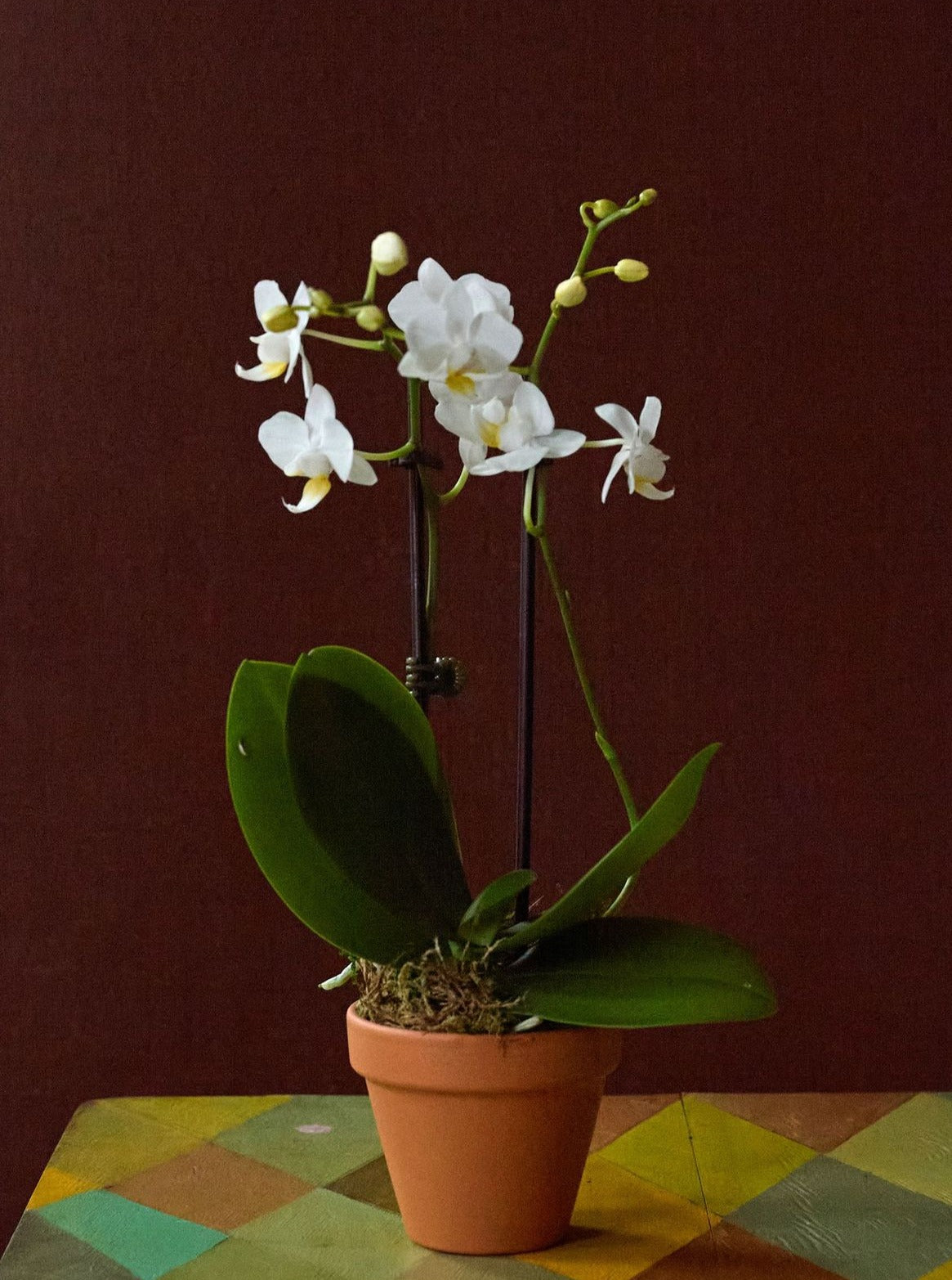 Mini Orchid