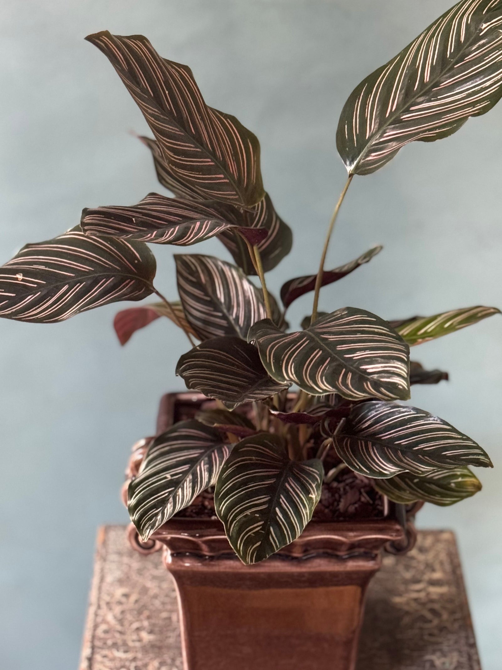 Plum Pinstripe Calathea