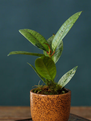 Little Rider Moonshine Ficus