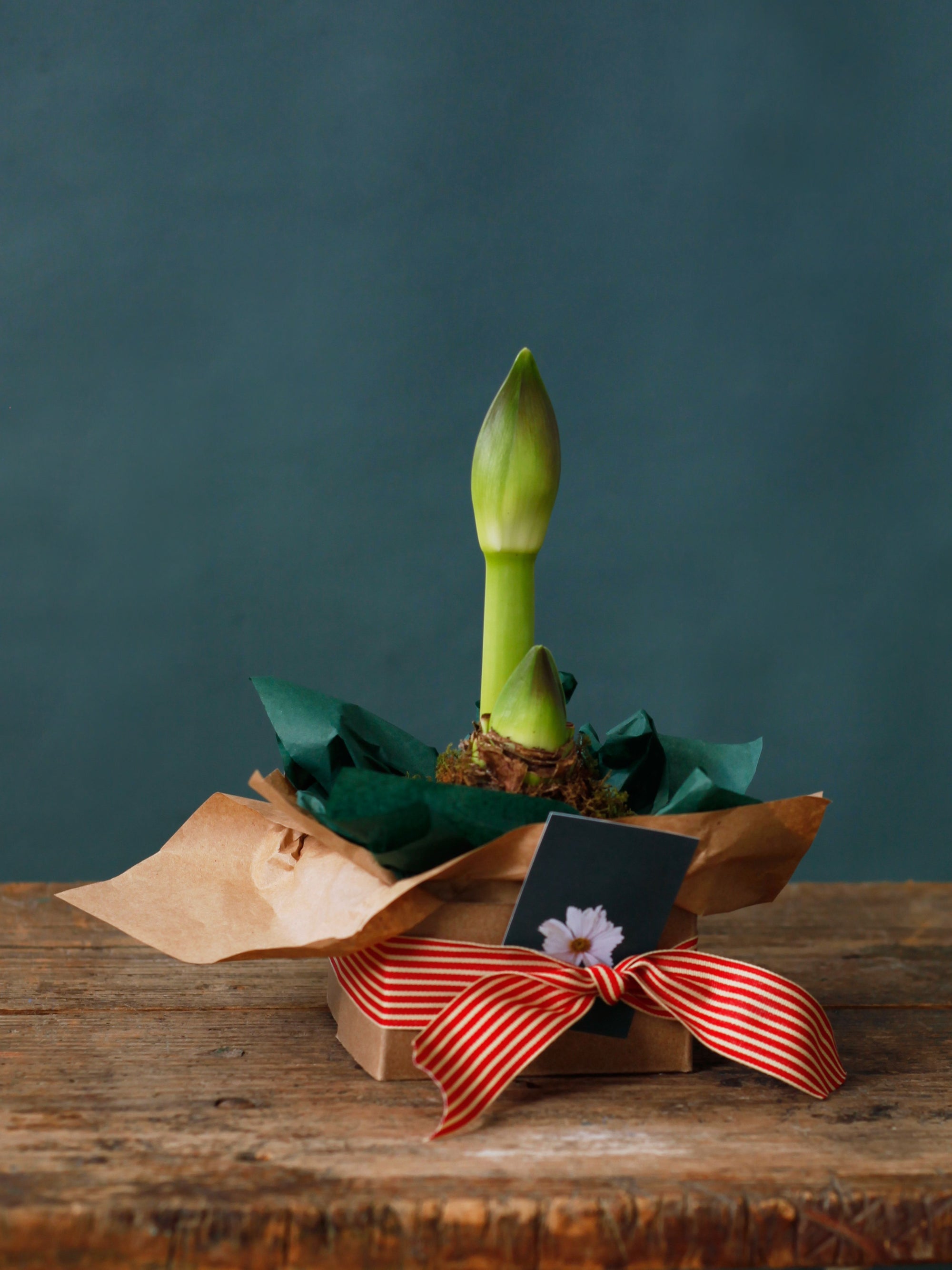 Kokedama Amaryllis