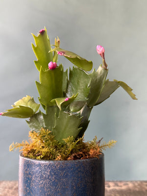 Little Rider Christmas Cactus
