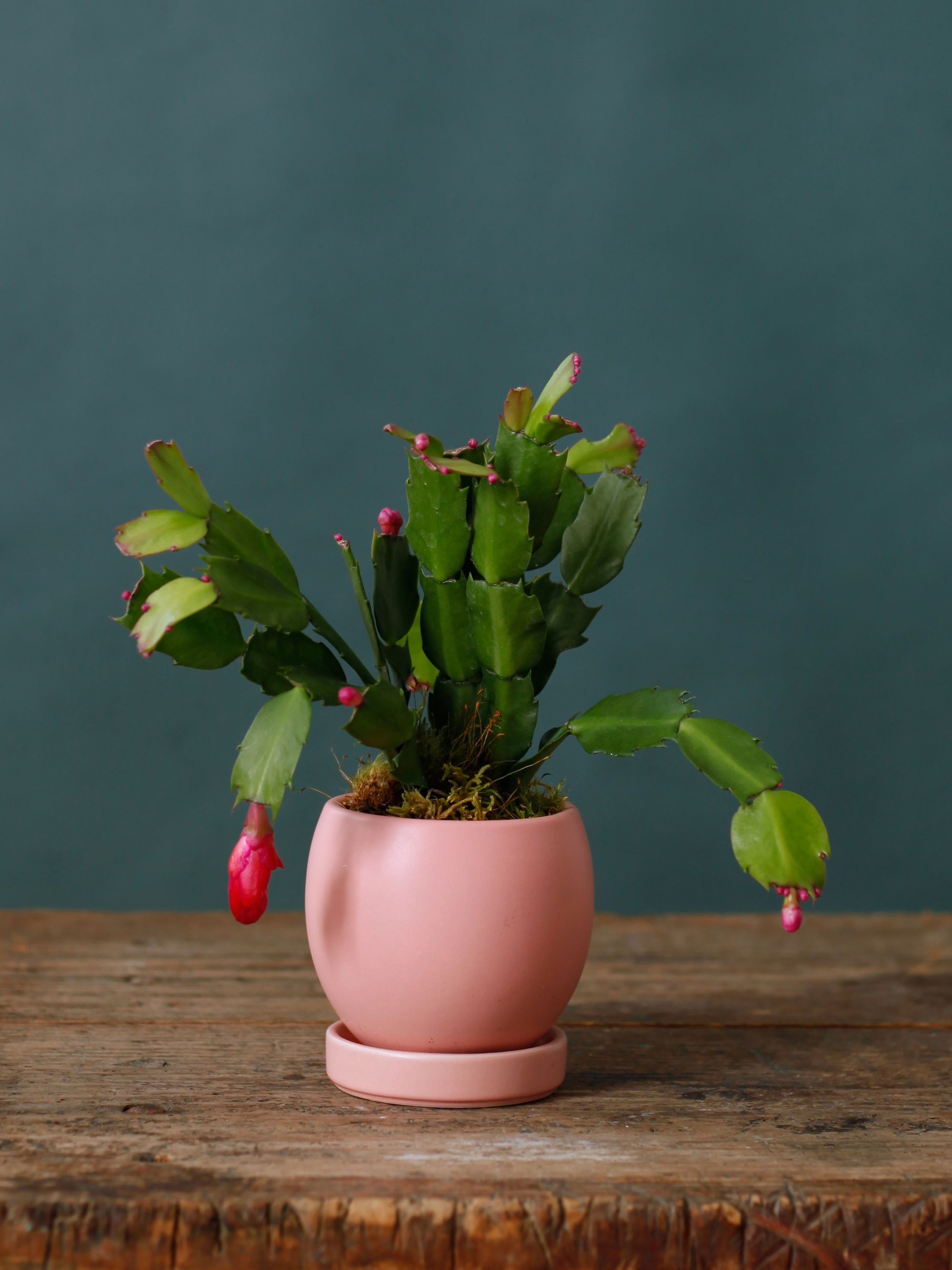 Merry & Pink Christmas Cactus