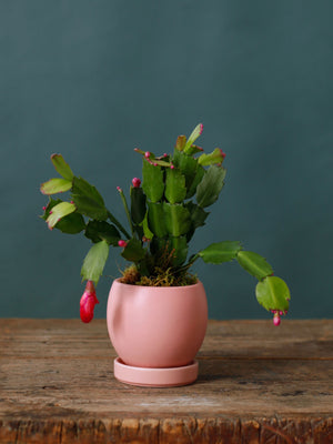 Merry & Pink Christmas Cactus