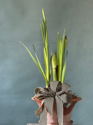 Noel Botanica Bulb Garden