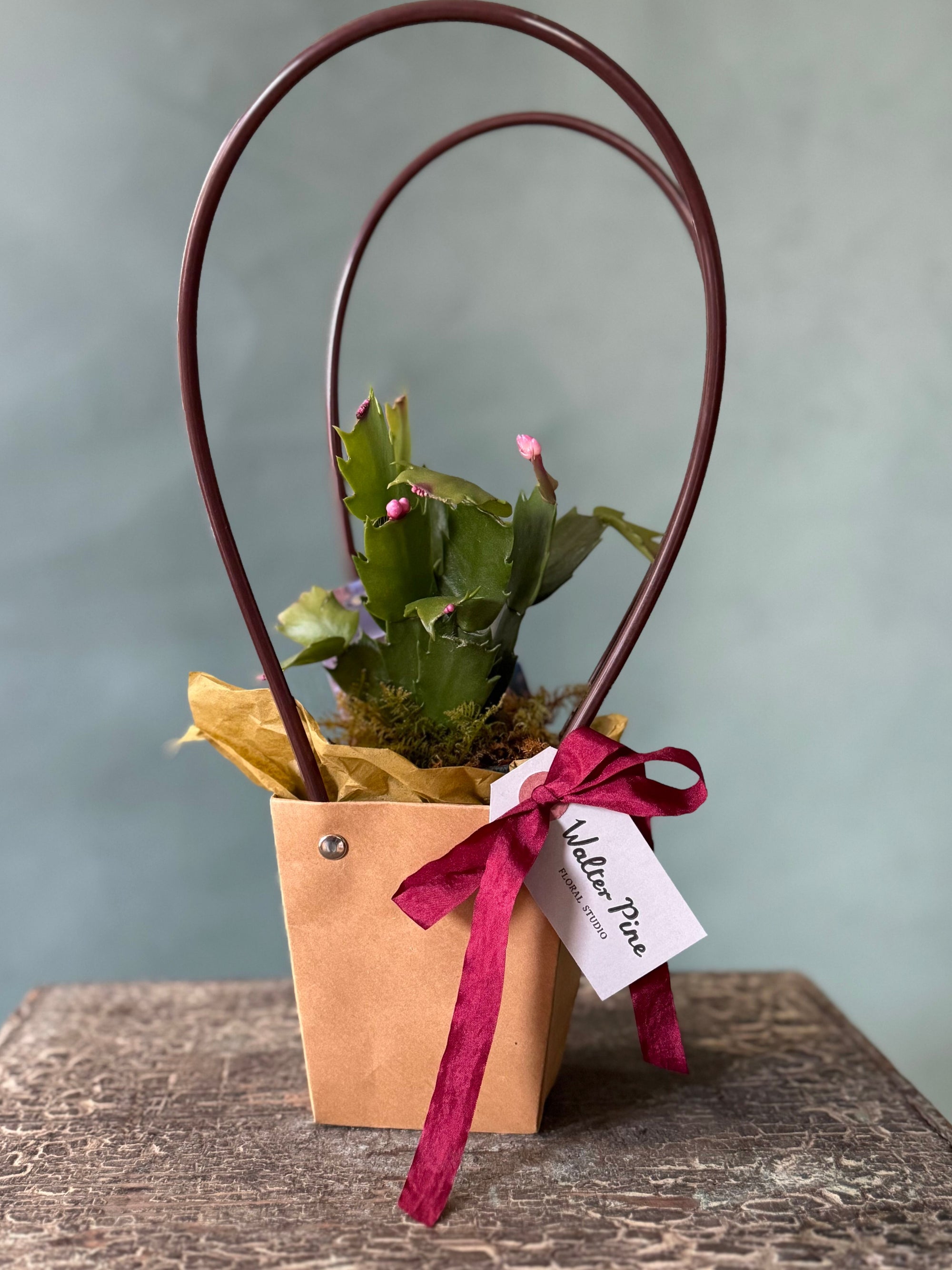 Little Rider Christmas Cactus