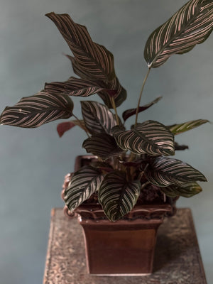 Plum Pinstripe Calathea
