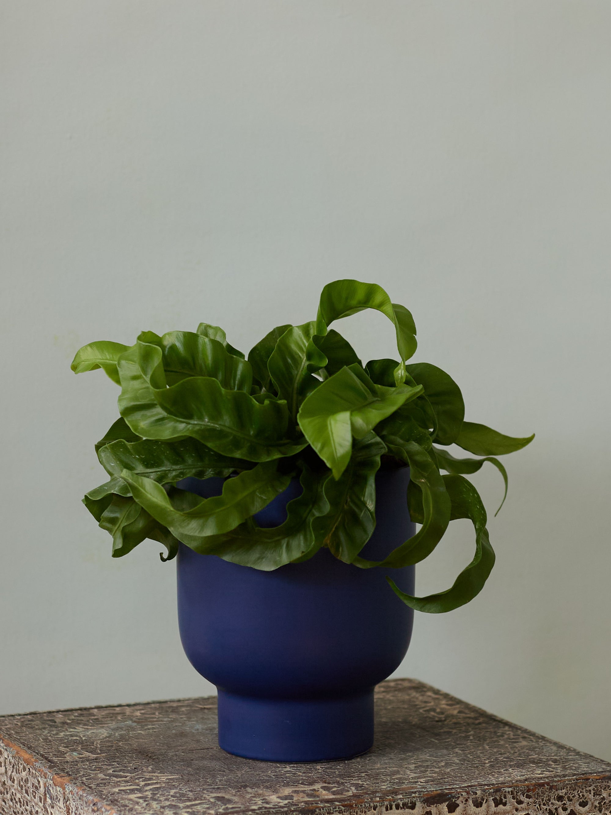 Blue Bird's Nest Fern